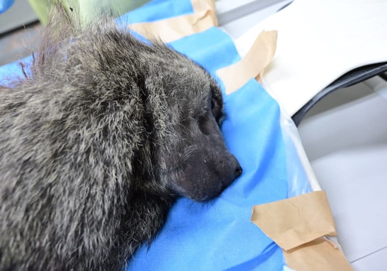 東非狒狒的遺體運送至台北市立動物園進行檢驗。林務局提供