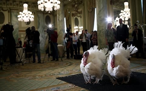 Tater and Tot, the last turkeys to both be pardoned by President Obama - Credit: Win McNamee/Getty Images