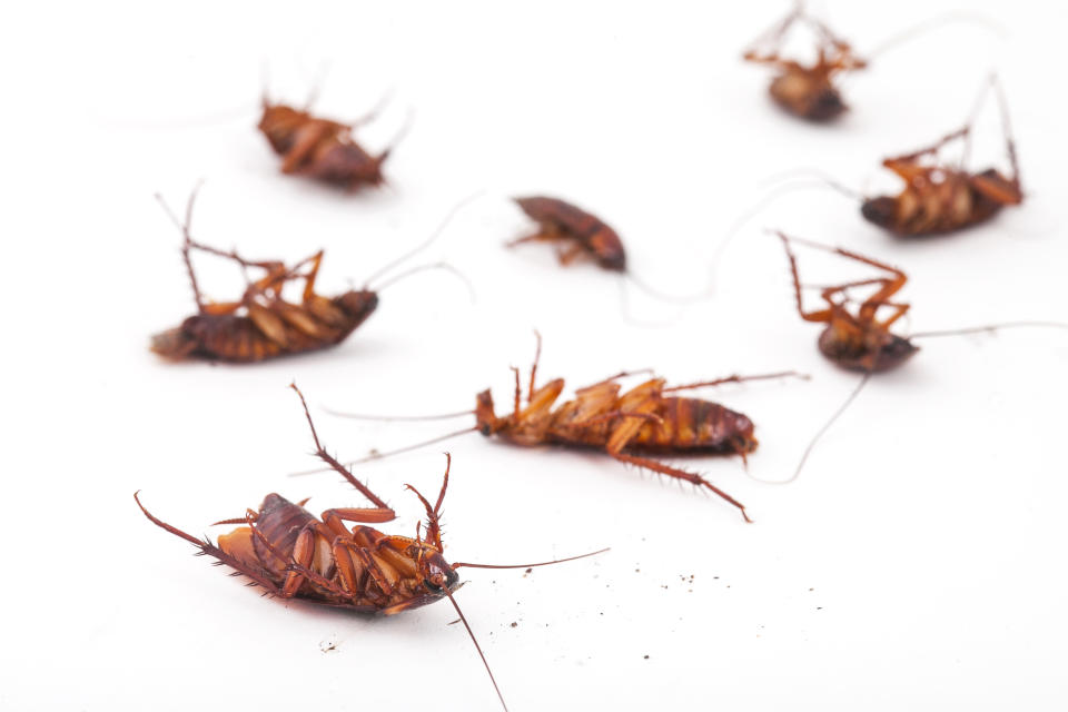 Many Sydneysiders battle rising cockroach numbers each year. Source: Getty