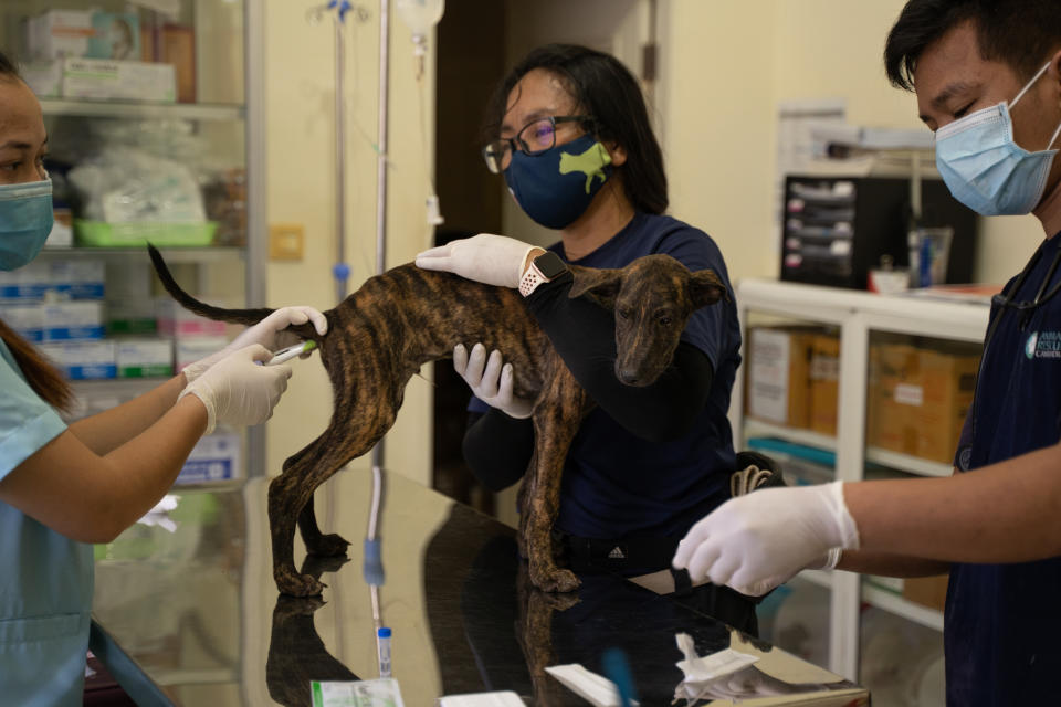 A rescue dog is examined by three vet staff inside a clinic. 