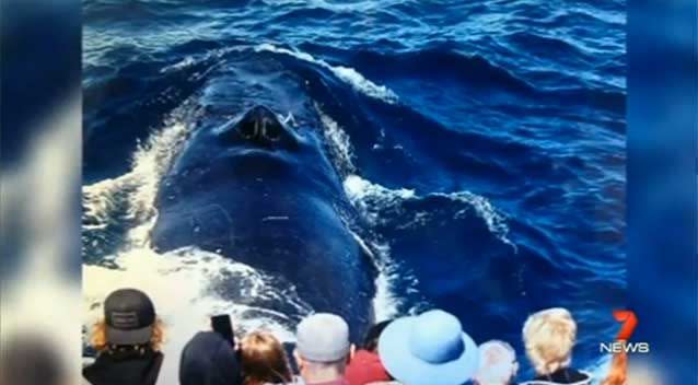 The whales, weighing in at 40 tonnes were spotted mid-duel Tuesday morning trying to separate a mother and her calf. Photo: 7News