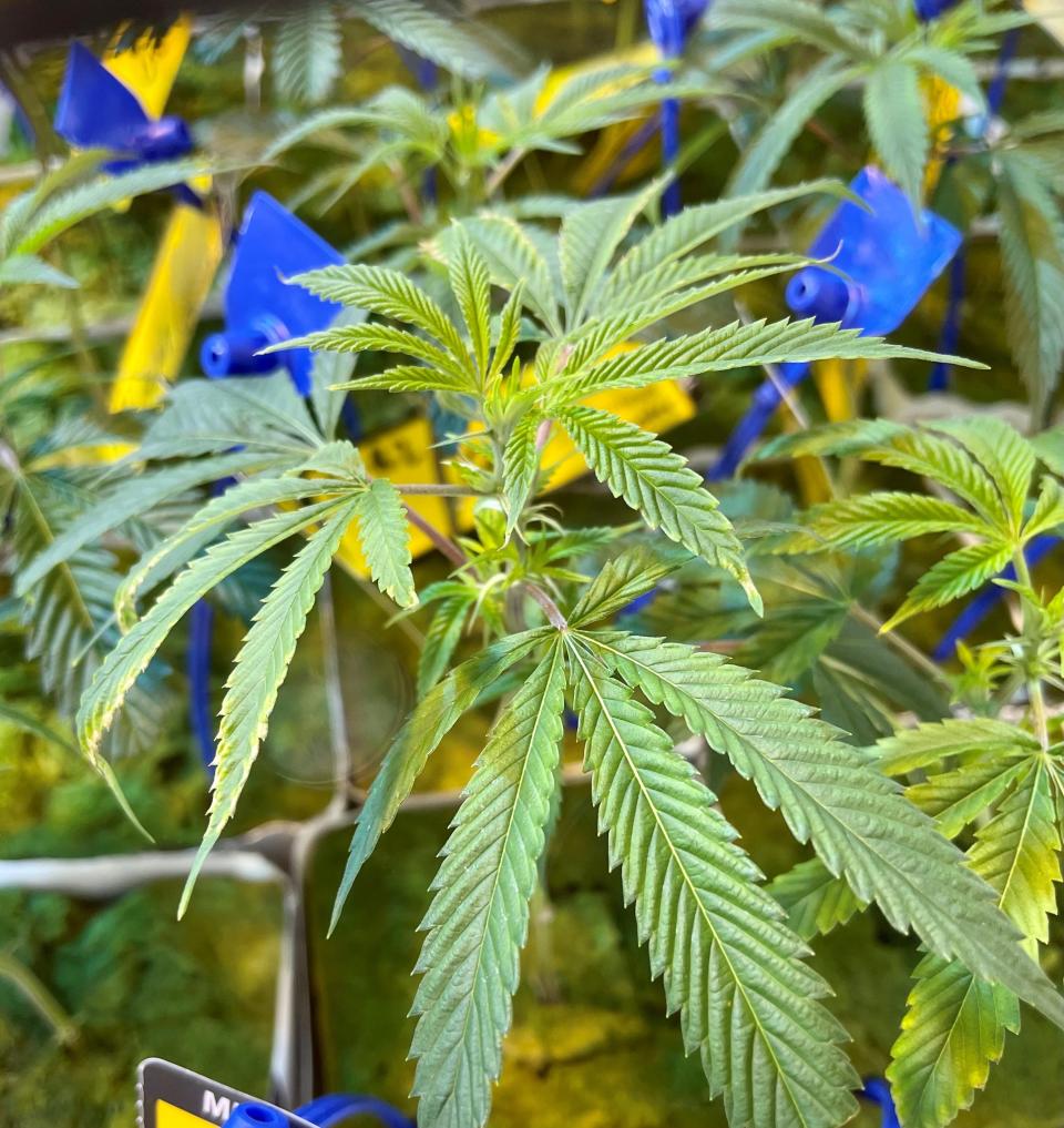 Good Day Farm, LSU AgCenter’s medical marijuana grower, is ramping up cannabis production at its new 225,000-square-foot facility in Ruston. -- Wednesday, Jan. 19, 2022