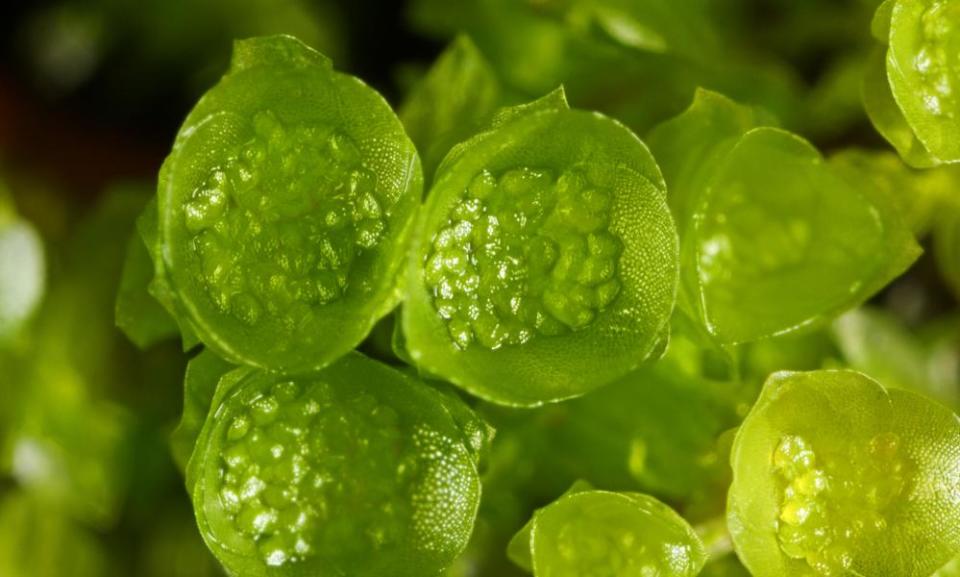 a close up of the moss tetraphis pellucida