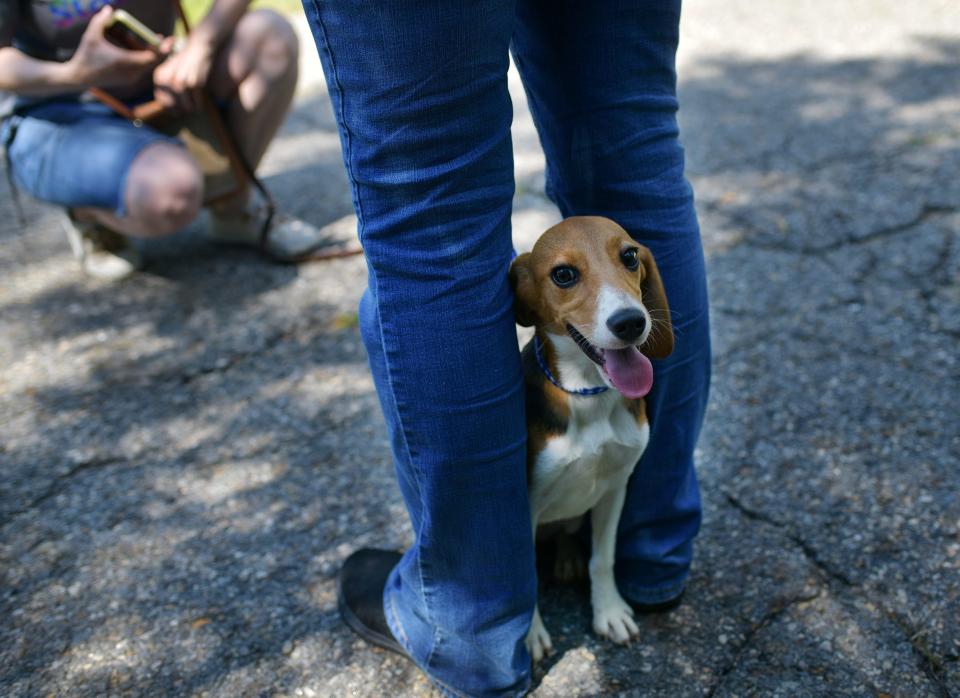 Apple pauses after meeting her new family ahead of her adoption. Second Chance Animal Services of East Brookfield is scheduled to be a part of the town's big parade Sept. 17.