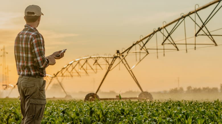 man irrigating corn crops