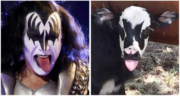 Gene Simmons on the left and Genie the calf on the right.