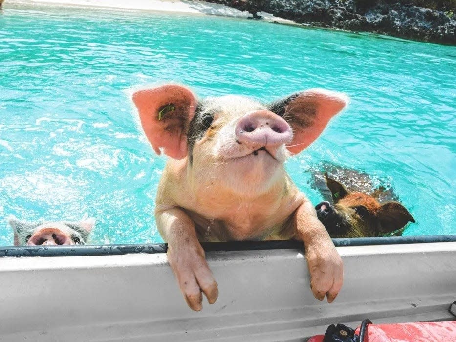 Swimming pigs of the Exumas islands.