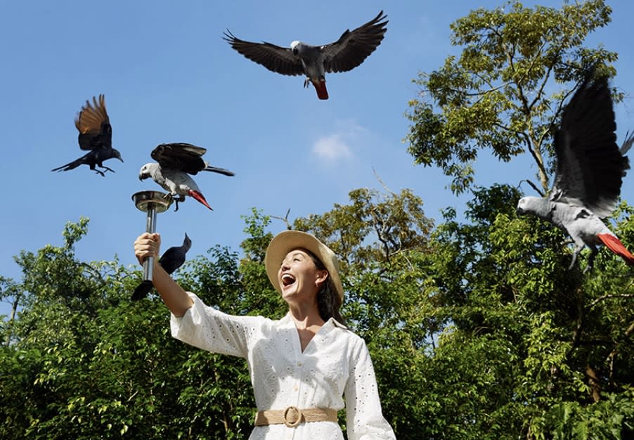 新加坡旅遊｜亞洲最大雀鳥公園！8大鳥禽展區＋企鵝館：近距離觀賞3,500隻鳥／餵食體驗／2大鳥類表演