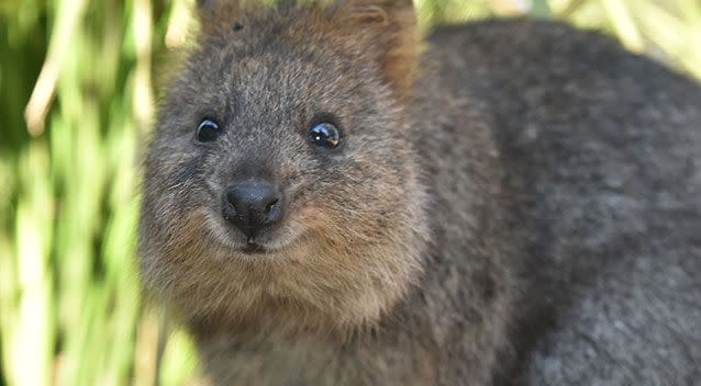 The quokka is the latest animal to prompt a cruelty warning on Instagram. Source: File/AAP