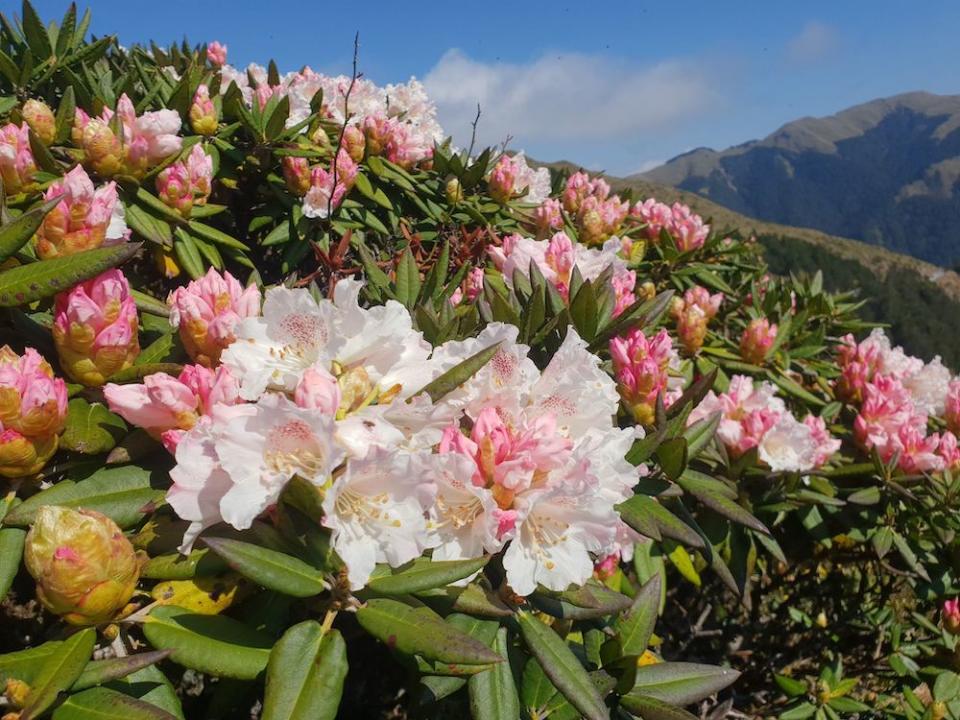 杜鵑花季（圖片來源：花蓮縣政府）