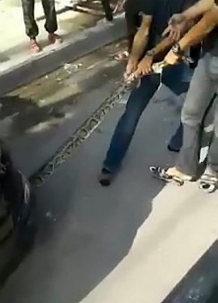 A 12-foot long python found itself the subject of a tug of war when it tried to hide inside a car engine.