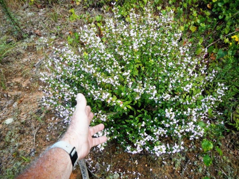 Georgia savory or Georgia calamint is a member of the mint family, but it's not the garden mint most people know. It's a shrub that doesn’t get very tall, just a couple of feet at most.