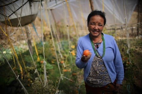 50 year old Sabitri Maya Lama, leader of a women's community group in Kafle village, at her tomato farm in Chauri Deurali Rural Municipality of Kavrepalanchok District, Nepal - Credit: Bikram Rai 