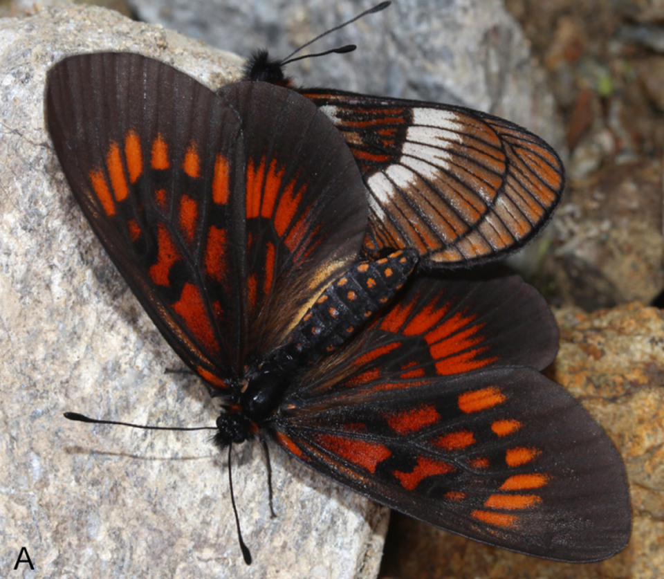 A pair of Actinote pyrrhosticta, or flame-colored spotted butterflies, mating with the female in the foreground.