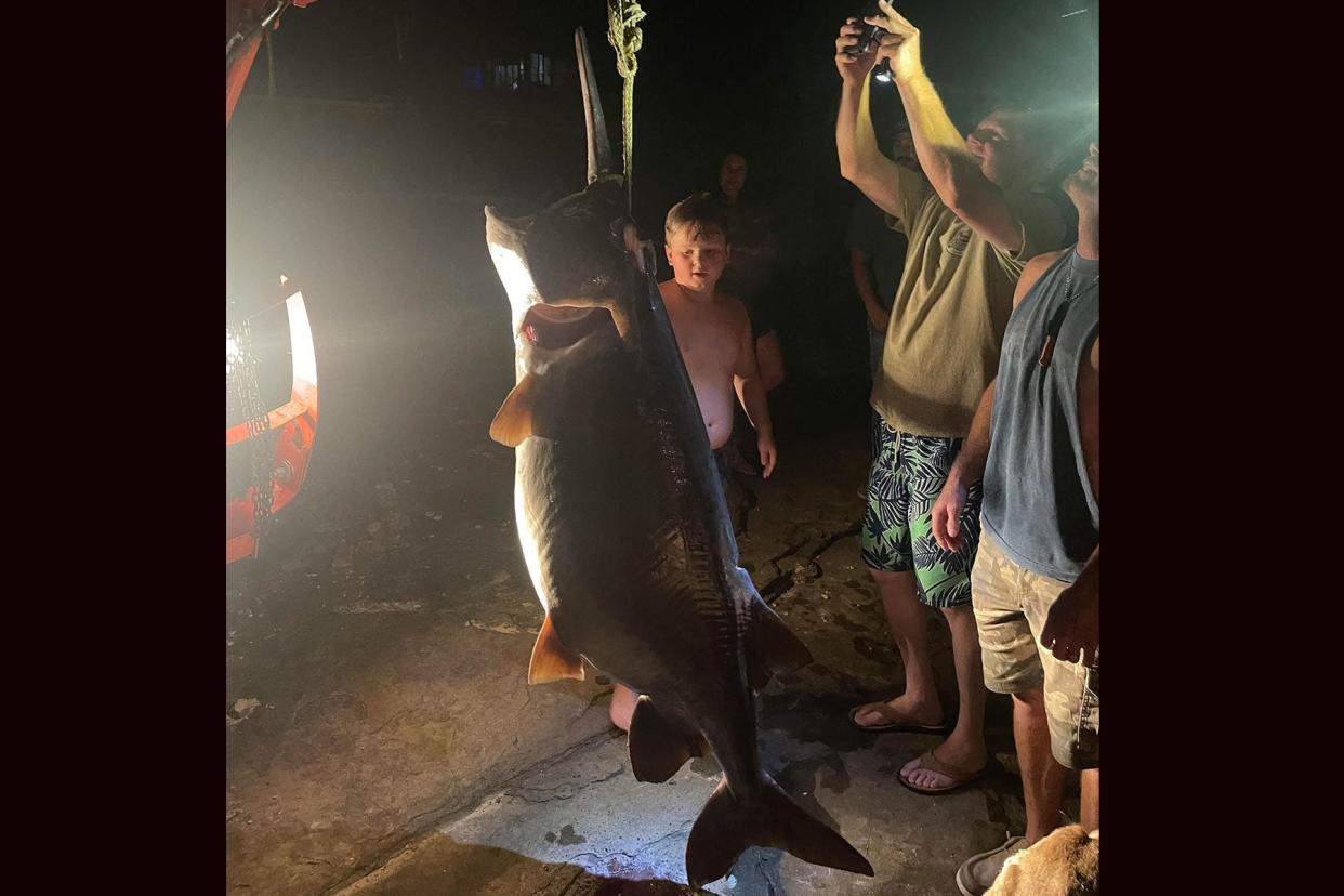 Beaver Lake is home to a small population of very large paddlefish, according to the Arkansas Game and Fish Commission.