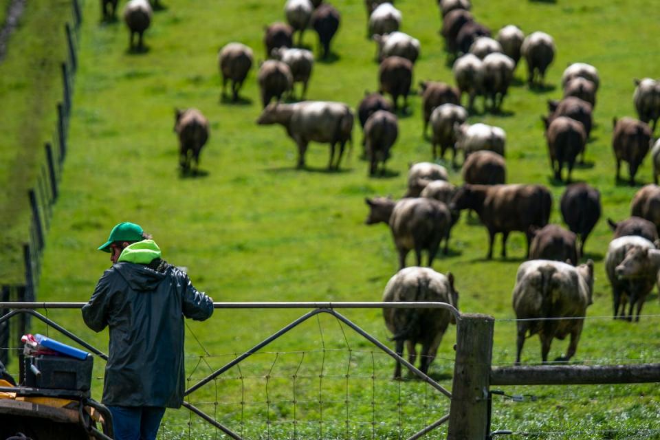 The bad news is PFAS builds up in cattle when their pasture or water is contaminated. The good news is the land and livestock can be managed to reduce the risks. Shutterstock