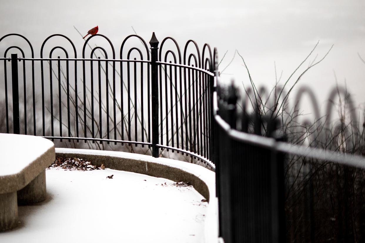 A cardinal sits on a metal fence at Mount Echo Park during a snowstorm on Thursday, Jan. 6, 2022, in East Price Hill.