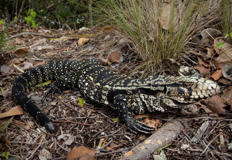 An invasive black-and-white tegu.