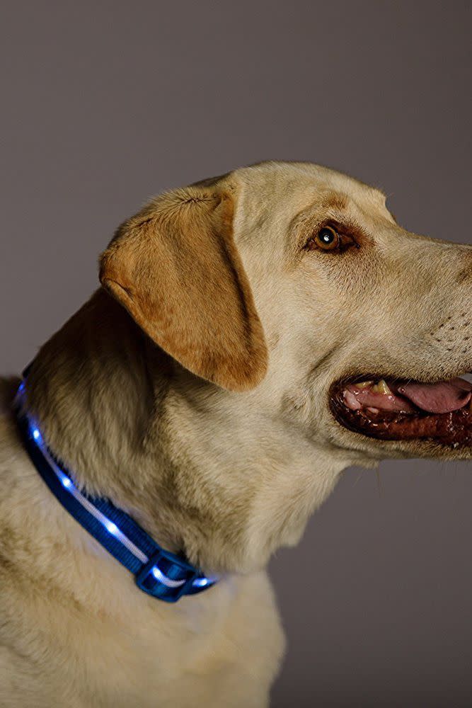 Use a Light-Up Dog Collar