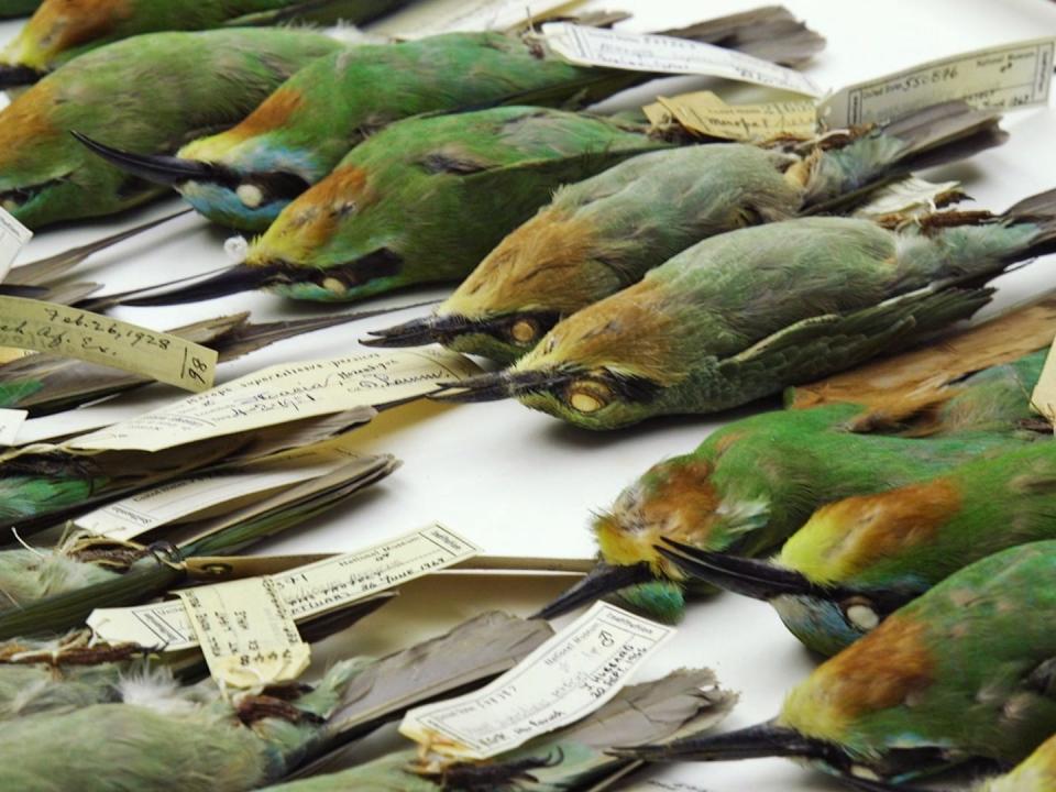 A drawer of blue-cheeked bee-eater birds.