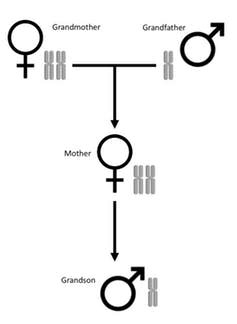 <span class="caption">Male ants have a mother but no father.</span> <span class="attribution"><span class="license">Author provided</span></span>