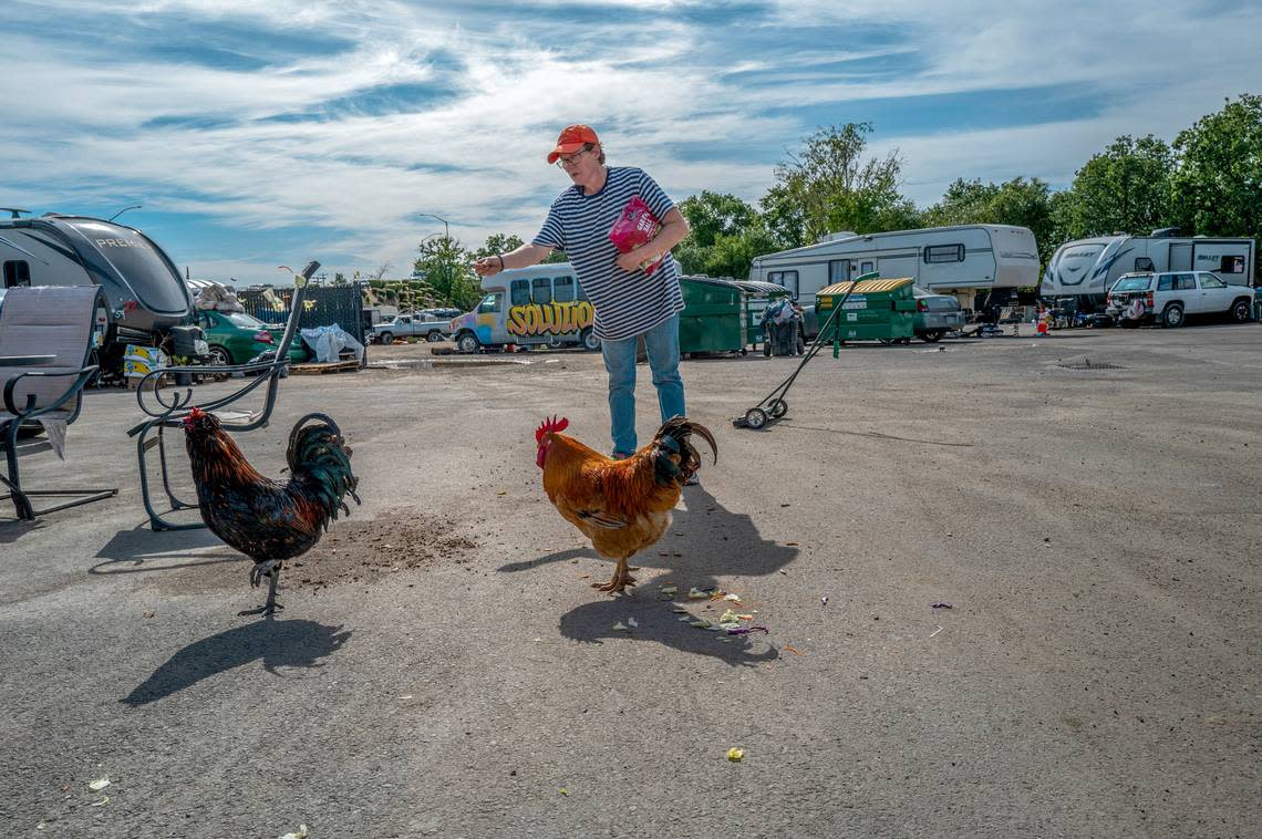 Camp Resolution co-founder Sharon Jones feeds chickens at the North Sacramento homeless encampment last week. Jones said she wanted chickens for a long time and they wake her up every morning. “They are really smart,” Jones said.