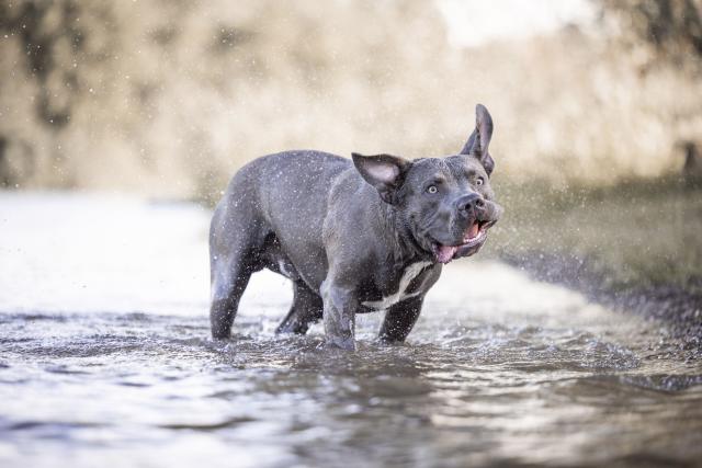 American XL bully dogs to join banned breeds list from December 31,  government confirms