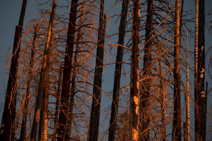 Bare tree trunks glow in fading light.