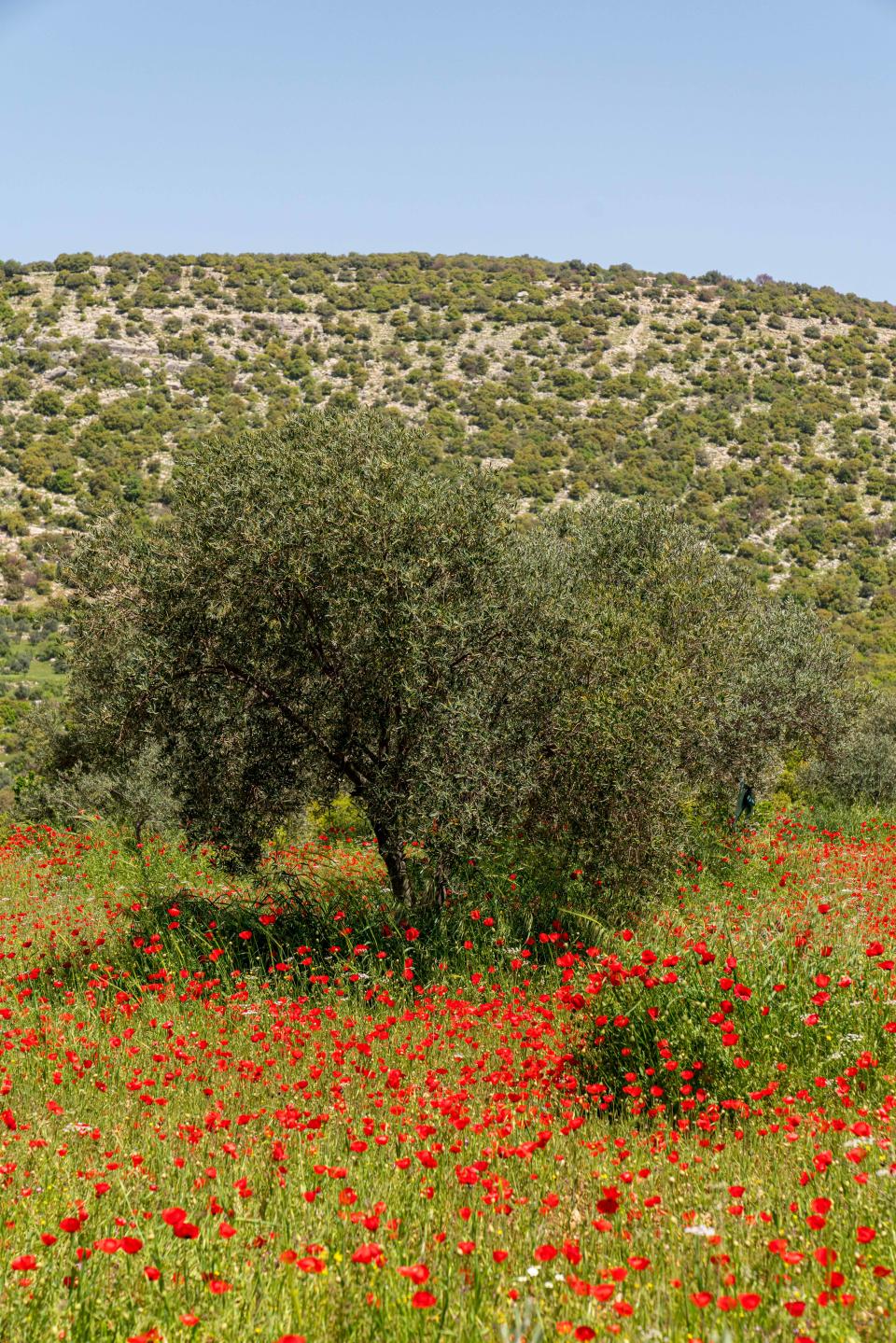 A field of wildflowers blooms in the remote countryside of northern Jordan, near Jerash.