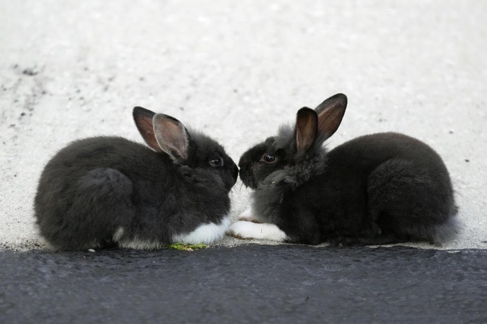 Two rabbits nuzzle on a sidewalk, Tuesday, July 11, 2023, in Wilton Manors, Fla. The Florida neighborhood is having to deal with a growing group of domestic rabbits on its streets after a breeder illegally let hers loose. Residents are trying to raise $20,000 to $40,000 needed to rescue them and get them into homes. (AP Photo/Wilfredo Lee)