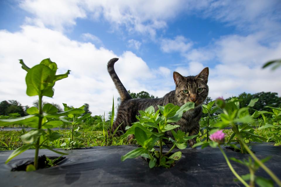 Roman the cat roams the U-Pick fields Thursday, June 9, 2022, at Field to Vase U-Pick Flowers in New Carlisle.