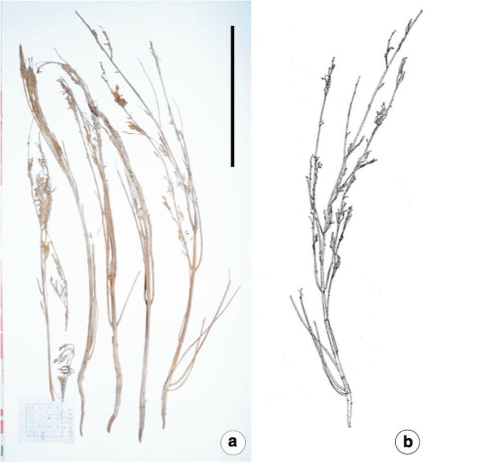 Five of the whole <i>Cannabis</i> plants discovered in tomb M231 (a) and one of the plants showing the reverse side (b). The scale bar equals 15.7 inches (40 centimeters). <cite>Hongen Jiang et al. Economic Botany. 2016. </cite>