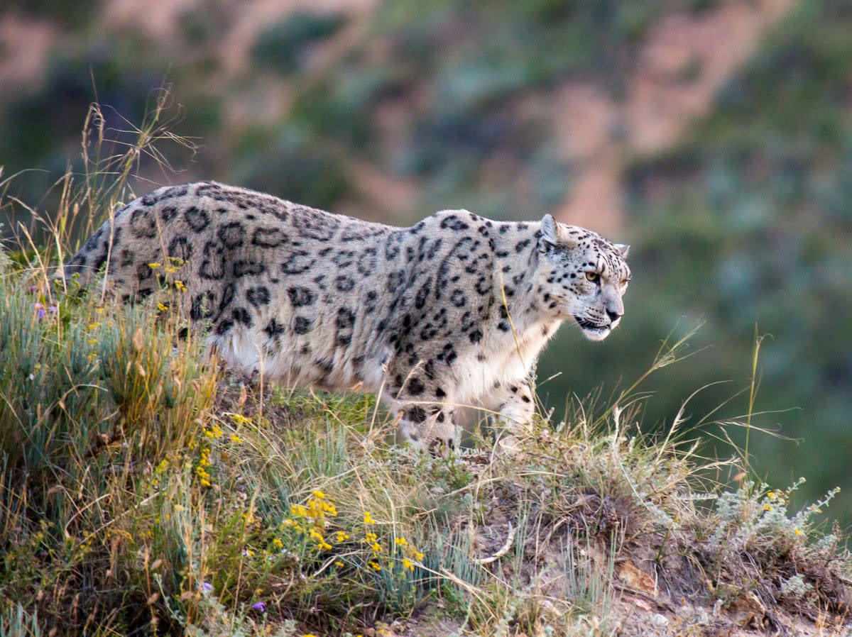 The elusive snow leopard, otherwise known as the 'grey ghost’ (Andy Fabian)