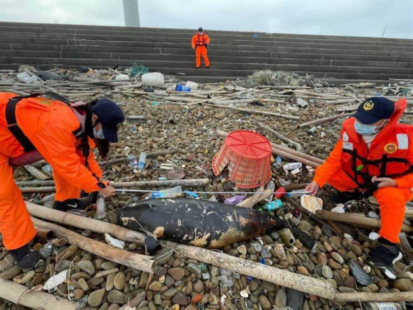 海巡人員到場後先協助丈量擱淺死亡的海豚的身長。（圖／海巡署中部分署第三岸巡隊提供）