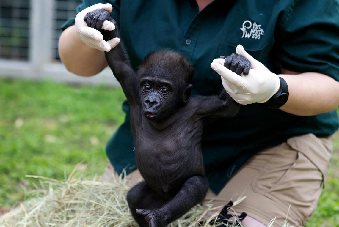 Gorilla keeper Angie Holmes holds baby gorilla Jameela while caring for her on Wednesday at the Fort Worth Zoo. Jameela, the first gorilla born by Cesarean section at the Fort Worth Zoo, will be transferred to the Cleveland Metroparks Zoo in the hopes of finding her a surrogate mother.