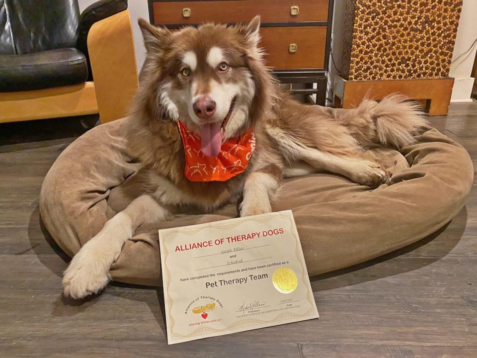 Disabled Dog Meat Rescue Canine Becomes Therapy Dog