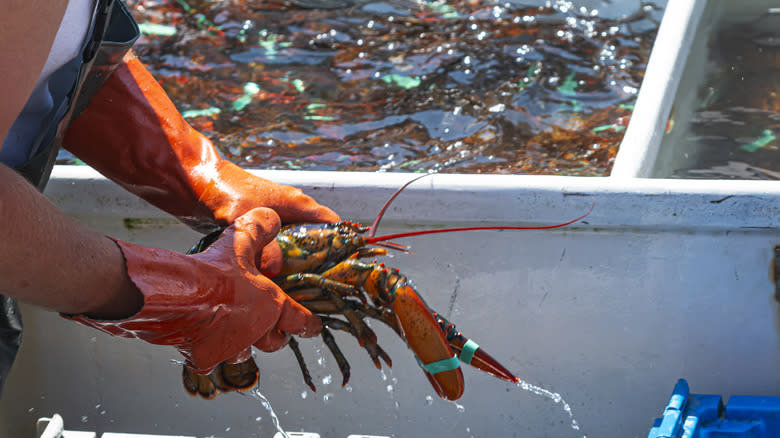 fisherman sorting lobsters