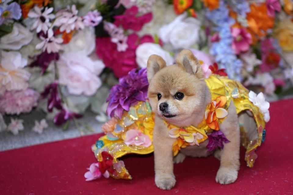 A dog attends the Pet Gala fashion show at AKC Museum of The Dog, Monday, May 20, 2024, in New York. (Photo by Charles Sykes/Invision/AP)