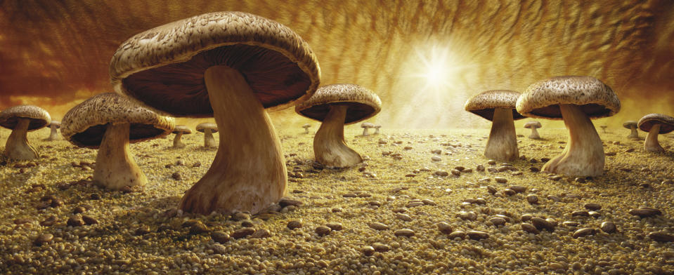 Mushroom Savanna