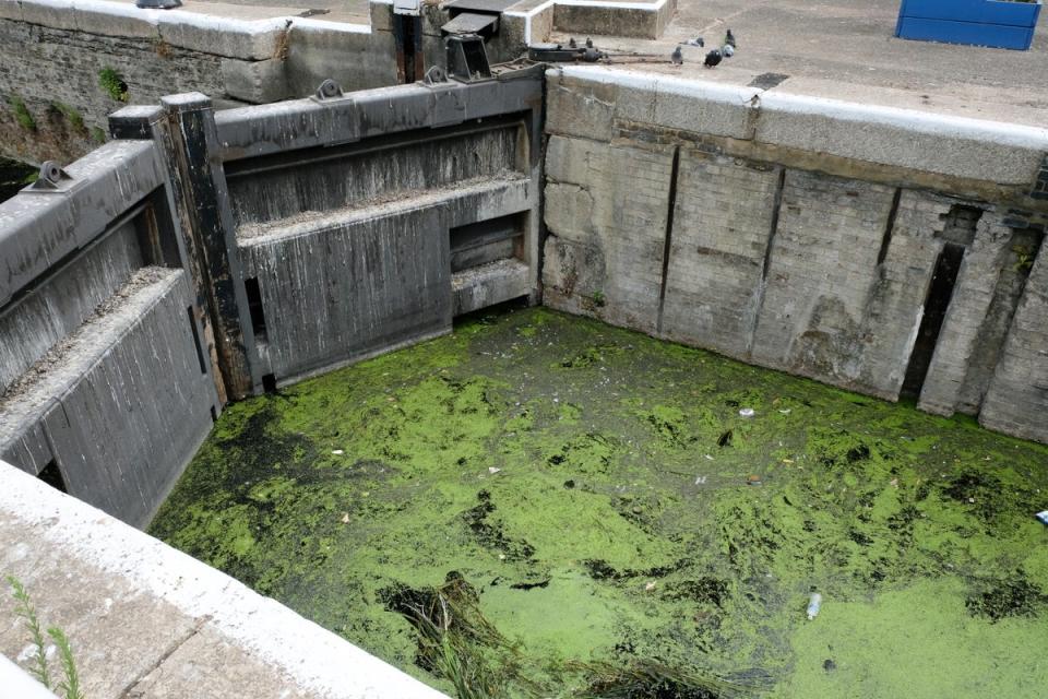 Algae on the canal at the River Lee Navigation in north London (Future Publishing via Getty Imag)