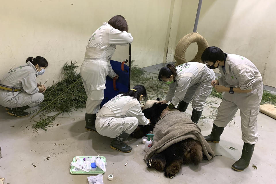 In this photo released by the Taipei Zoo, workers attend to the ailing giant panda Tuan Tuan at the Taipei Zoo in Taipei, Taiwan on Friday, Nov. 17, 2022. Tuan Tuan, one of two giant pandas gifted to Taiwan from China, died Saturday, Nov. 19, 2022, after a brief illness, the Taipei Zoo said. (Taipei Zoo via AP)