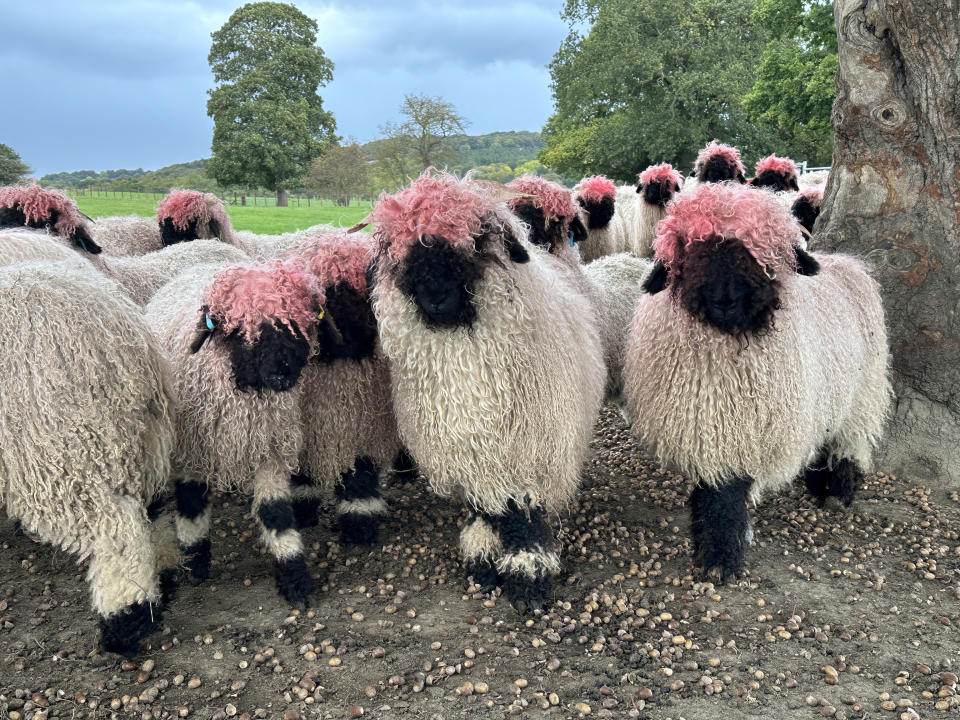 Hilarious photos show a flock of rare sheep who have accidentally dyed their hair pink. See SWNS story SWLNsheep. The group of rare Swiss Valais sheep should have white heads and black faces, but now they have accidentally dyed their hair. 