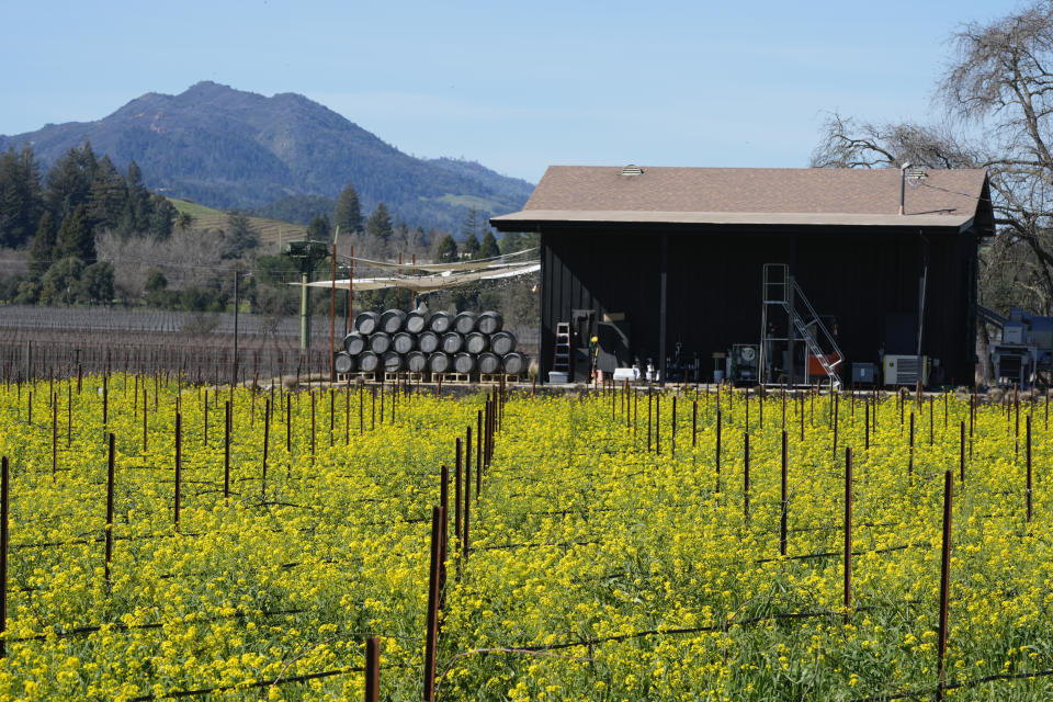 Mustard covers a vineyard in front of the Hill Family Estate winery in Yountville, Calif., Wednesday, Feb. 28, 2024. Brilliant yellow and gold mustard is carpeting Northern California's wine country, signaling the start of spring and the celebration of all flavors sharp and mustardy. (AP Photo/Eric Risberg)