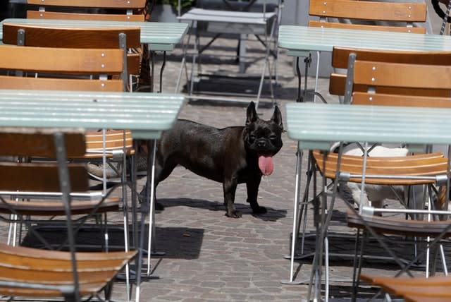 A dog sticks his tongue out in Lille amid the hot weather