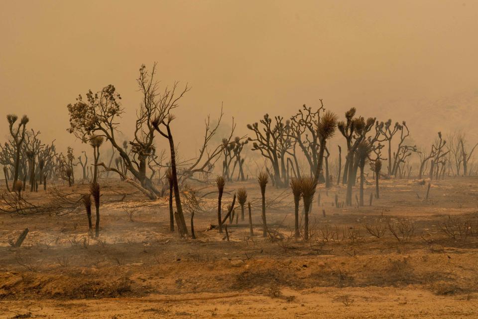 Charred Joshua Trees are seen during the Bobcat Fire in Valyermo, California, on September 18, 2020.  / Credit: KYLE GRILLOT/AFP via Getty Images