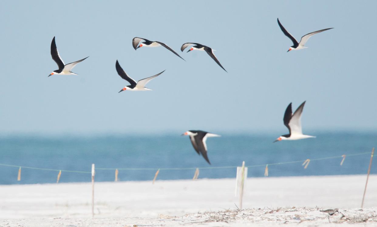 Black skimmers fly over a nesting area on the south end of Fort Myers Beach on Friday, May 5, 2023. The area is nesting spot for several shorebirds including black skimmers, snowy plovers, least terns and WilsonÕs plovers. Audubon Florida is using sticker burr rollers to remove sand spurs from the beach in hopes of curbing the growth of the plant. Skimmer chicks have been found with sand spurs attached to them in recent years. 