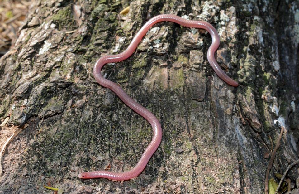Texas blind snakes look like earthworms, but instead have small scales around their body.