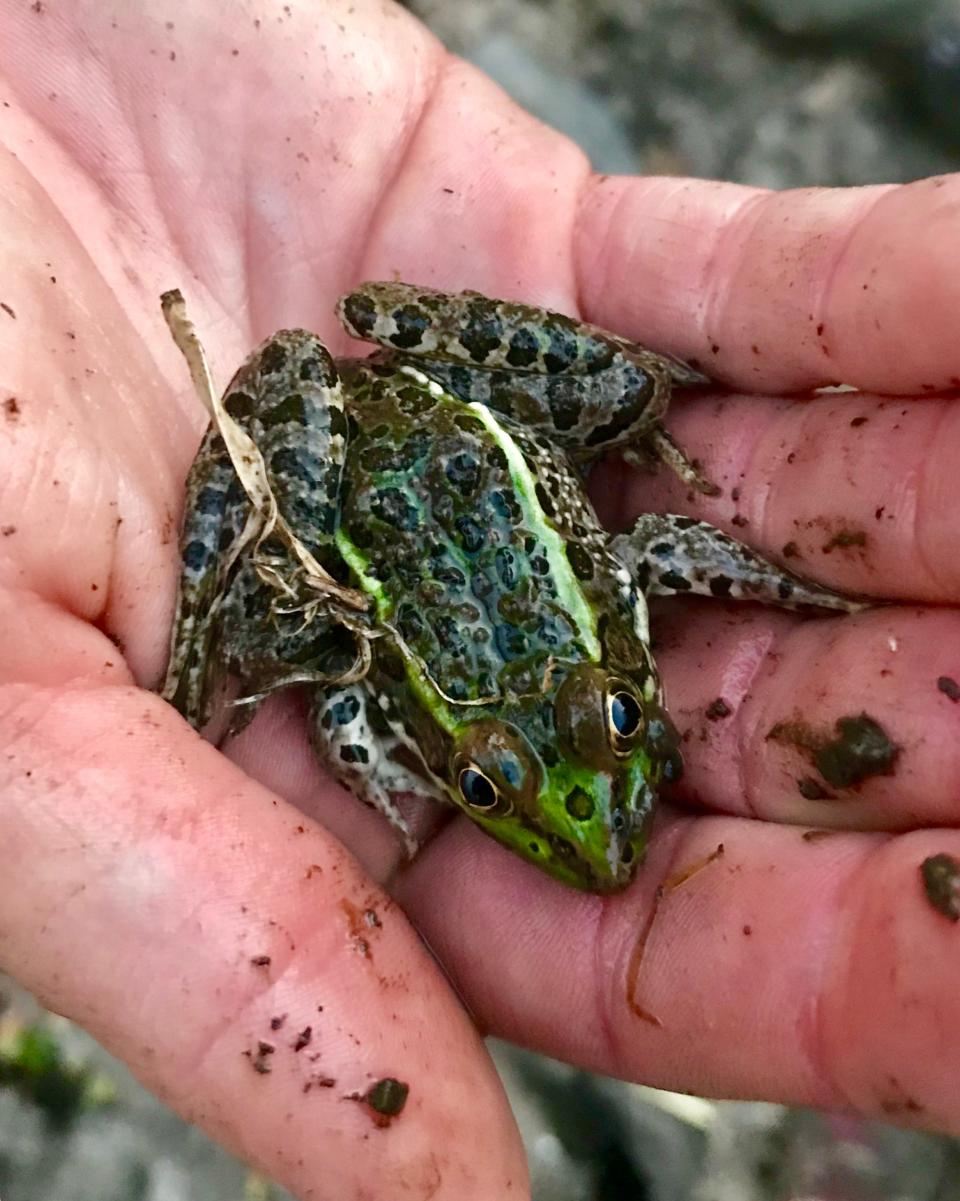 A Chiricahua leopard frog.