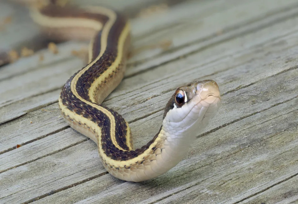 Menina mata cobra a dentadas em casa - Foto: Getty Images