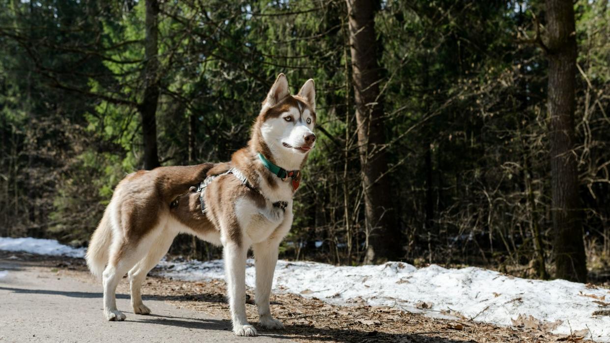 Siberian husky standing on the sidewalk